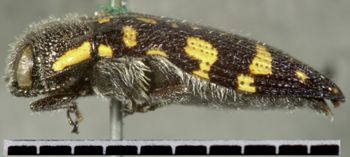 Media type: image;   Entomology 24429 Aspect: habitus lateral view